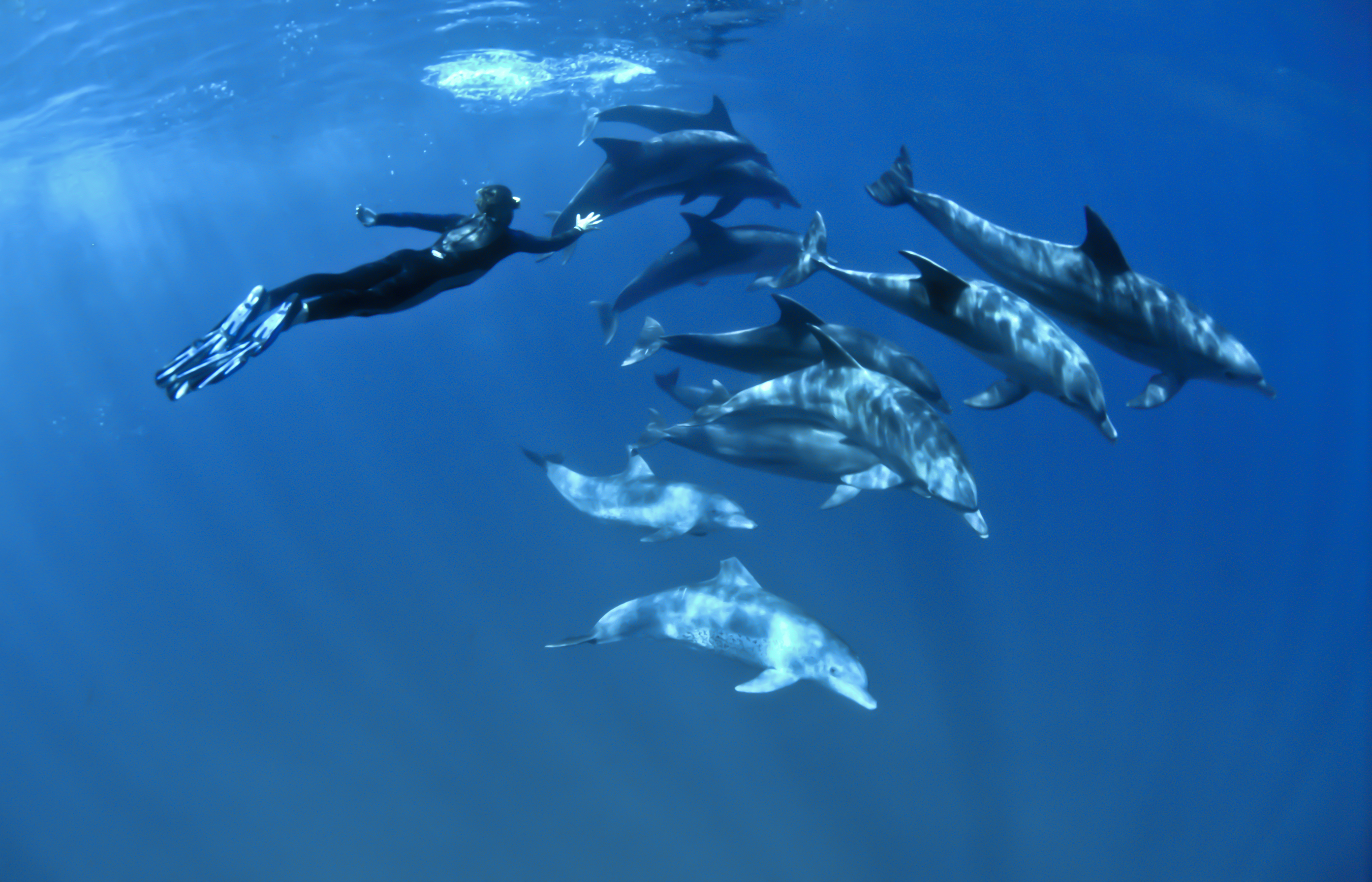 Bliss : Swimming with Dolphins dreamstime_l_21165175.